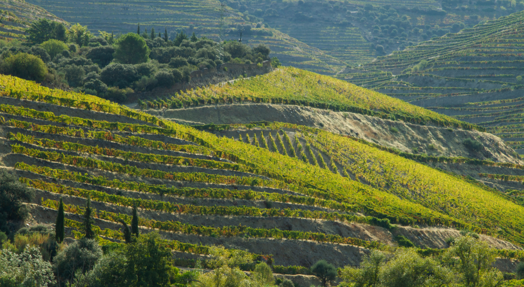 Savor the Splendor: Luxury Hotels in Douro Valley