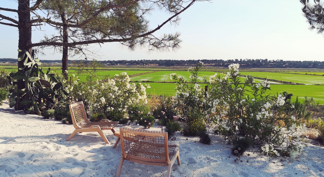 Comporta rice fields