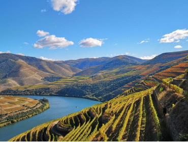 1 Day Douro Valley Wineries Tour